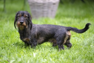Rough-haired dachshund (Canis lupus familiaris) male, 4 years, attentive, in a meadow, in garden,