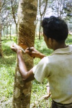 Male rubber tapper stripping off dried latex from rubber tree, Johor Bahru, Malaysia, south east