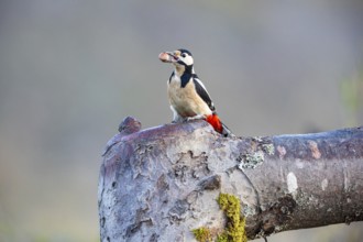 Great spotted woodpecker (Dendrocopus major) ml Germany