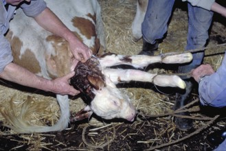 Cow birth with the help of a rope in a cowshed, Franconia, Bavaria, Germany