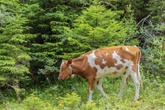 Holstein-Friesian cattle grazing on a mountain pasture in steep terrain. Eng Valley, Austria