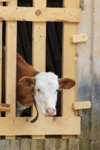 A Holstein-Friesian calf sticks its head through a wooden fence in the barn wall and looks out. Eng