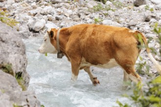 Holstein Friesian cattle crossing a creek on an alpine pasture. Eng valley, Austria