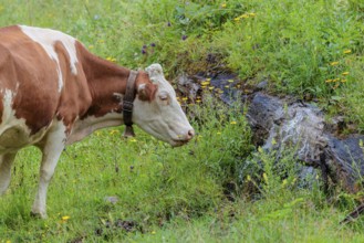 A Holstein-Friesian cow stands on a green mountain pasture in the Eng valley, Austria, drinking