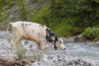 A cow crosses a creek on an alpine pasture. Eng valley, Austria