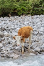 Holstein Friesian cattle crossing a creek on an alpine pasture. Eng valley, Austria