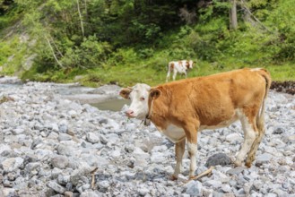 Holstein Friesian cattle crossing a creek on an alpine pasture. Eng valley, Austria
