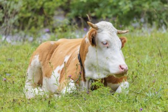 Holstein-Friesian cattle grazing on a mountain pasture in steep terrain. Eng Valley, Austria