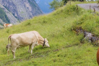 A Tyrolean Brown Swiss cow goes to a spring to drink. Eng Valley, Austria
