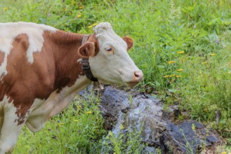 A Holstein-Friesian cow stands on a green mountain pasture in the Eng valley, Austria, drinking