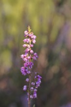 Flowering heather (Calluna vulgaris), heather, Trupacher Heide nature reserve, Siegen, North