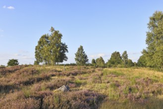 Heath landscape with heather (Calluna vulgaris) and birch trees and blue sky, Trupacher Heide