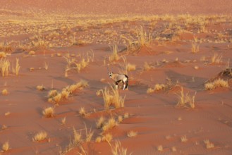 Gemsbok (Oryx gazella). At a sandy plain in the Namib Desert. Aerial view from a helicopter.
