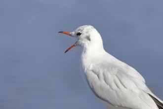 Black-headed gull (Chroicocephalus ridibundus), stands calling on a wall on the lakeshore,