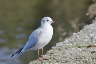 Black-headed gull (Chroicocephalus ridibundus), standing on a wall on the lakeshore, Lake Chiemsee,