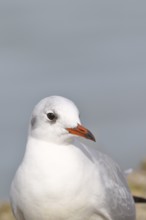 Black-headed Black-headed Gull (Chroicocephalus ridibundus), animal portrait, Lake Chiemsee, Prien,