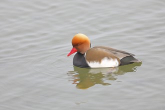 Red-crested pochard (Netta rufina), male, swimming in the water, Chiemsee, Prien, Bavaria, Germany