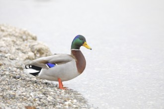 Mallard (Anas platyrhynchos), male, drake, standing on the lakeshore, Chiemsee, Prien, Bavaria,