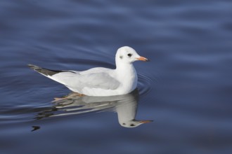 Black-headed gull (Chroicocephalus ridibundus), swimming on the lake, with reflection, Chiemsee,
