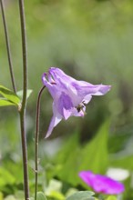 Columbine (Aquilegia vulgaris), pink flower at the edge of a forest, in spring, Wilnsdorf, North