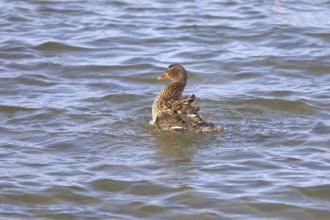 Mallard (Anas platyrhynchos) bathing female, Chiemsee, Prien, Bavaria, Germany