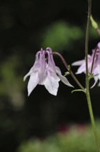 Columbine (Aquilegia vulgaris), white flower at the edge of a forest, in spring, Wilnsdorf, North