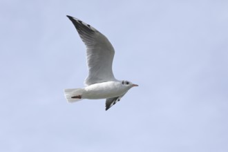 Black-headed Black-headed Gull (Chroicocephalus ridibundus), in flight, Lake Chiemsee, Prien,