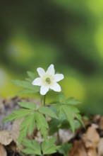 Wood anemone (Anemone nemorosa), flowering in a beech forest, spring, Wilnsdorf, North