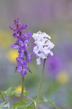 Hollow larkspur (Corydalis cava), inflorescence in a beech forest, Wilnsdorf, North