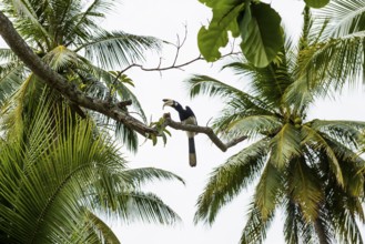 Hornbill and coconut palms, Pearl Beach, Koh Mook, Trang Province, Southern Thailand, Andaman Sea,
