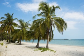 White sandy beach and coconut palms, Pearl Beach, Koh Mook, Trang Province, Southern Thailand,