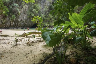 Sandy beach beach with cave in the rainforest, Emerald Cave, Koh Mook, Trang Province, Southern