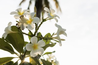 Frangipani, Pearl Beach, Koh Mook, Trang Province, Southern Thailand, Andaman Sea, Thailand