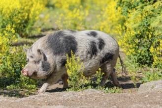 A Kunekune pig (sus scrofa domesticus), a domestic breed from New Zealand walks walks through a