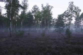 Heath landscape with morning fog, August, Germany