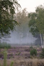 Heath landscape with morning fog, August, Germany