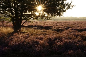 Rising sun, heath landscape, summer morning, August, Germany