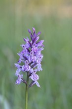 Moorland spotted orchid (Dactylorhiza maculata), inflorescence, close-up, Wilnsdorf, North