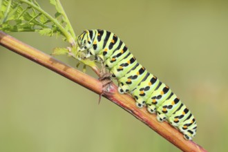 Swallowtail caterpillar (Papilio machaon), caterpillar sitting on Wild carrot (Daucus carota),
