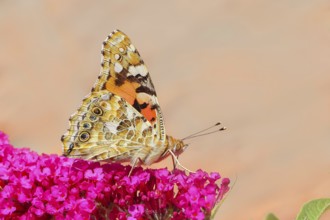 Thistle butterfly (Vanessa cardui) underside, sucking nectar on summer lilac (Buddleja davidii),