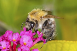 Field bumblebee (Bombus pascuorum), sucking nectar on summer lilac (Buddleja davidii), butterfly