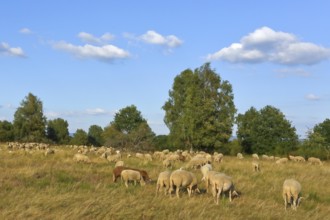 Landscape conservation with sheep and goats in the Truppacher Heide, Trupbacher Heide nature