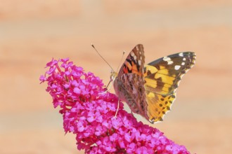 Thistle butterfly (Vanessa cardui) sucking nectar on butterfly bush (Buddleja davidii), butterfly