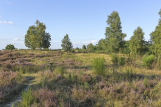 Hiking trails in the Truppacher Heide, Trupbacher Heide nature reserve with heaths and rough