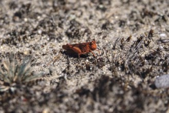 Heupferd, August, Germany