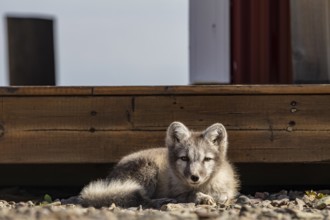Young Arctic fox (Vulpes lagopus) lying in front of a house, wild, sunny, curious, East Fjords,