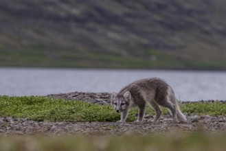 Young Arctic fox (Vulpes lagopus) walking on the beach, wild, curious, East Fjords, Iceland