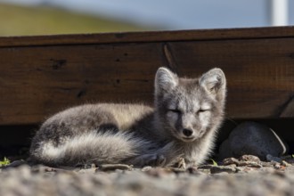 Young arctic fox (Vulpes lagopus) lying in front of a house, dozing, wild, sunny, curious, East