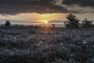 Heath landscape at sunrise, Emsland, Lower Saxony, Germany