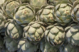 Artichokes (Cynara cardunculus, syn. Cynara scolymus), Brittany, France